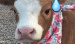 娱乐吃瓜酱下载,揭秘热门下载背后的秘密